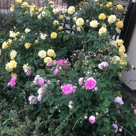 Apartament Wygodny S5 Kalisz